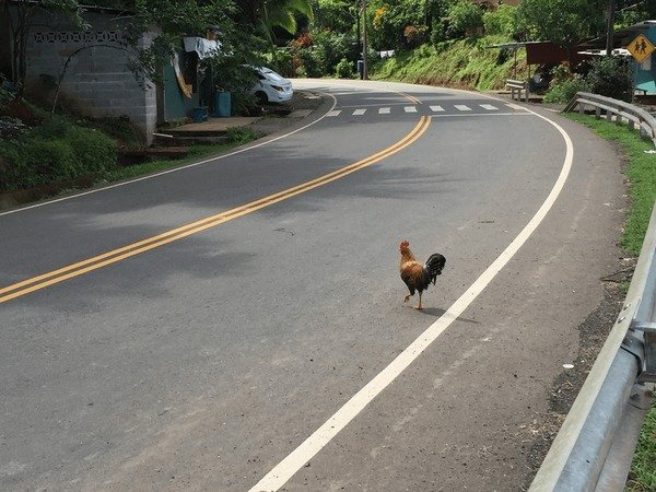 Explora el Mrito de Chicken Road, el Juego de Casino Masivo en España
